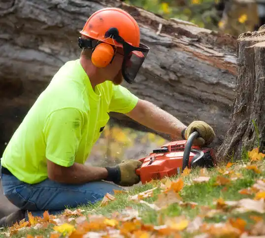 tree services St. Pauls